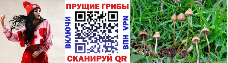 Галлюциногенные грибы Psilocybe  Унеча 